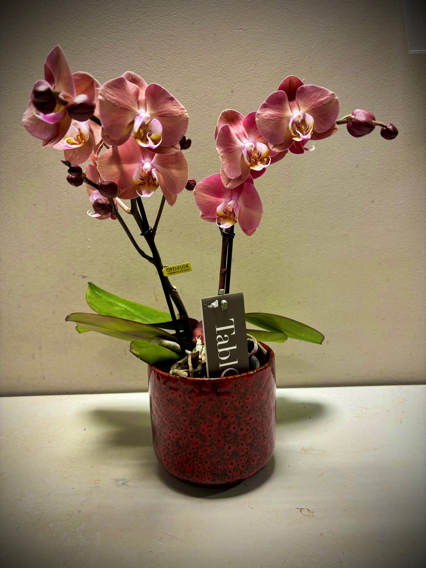 Orchidee 'Tablo' roest/bruin incl pot